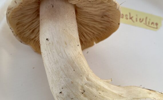 Bolmörtsskivling, Entoloma sinuatum