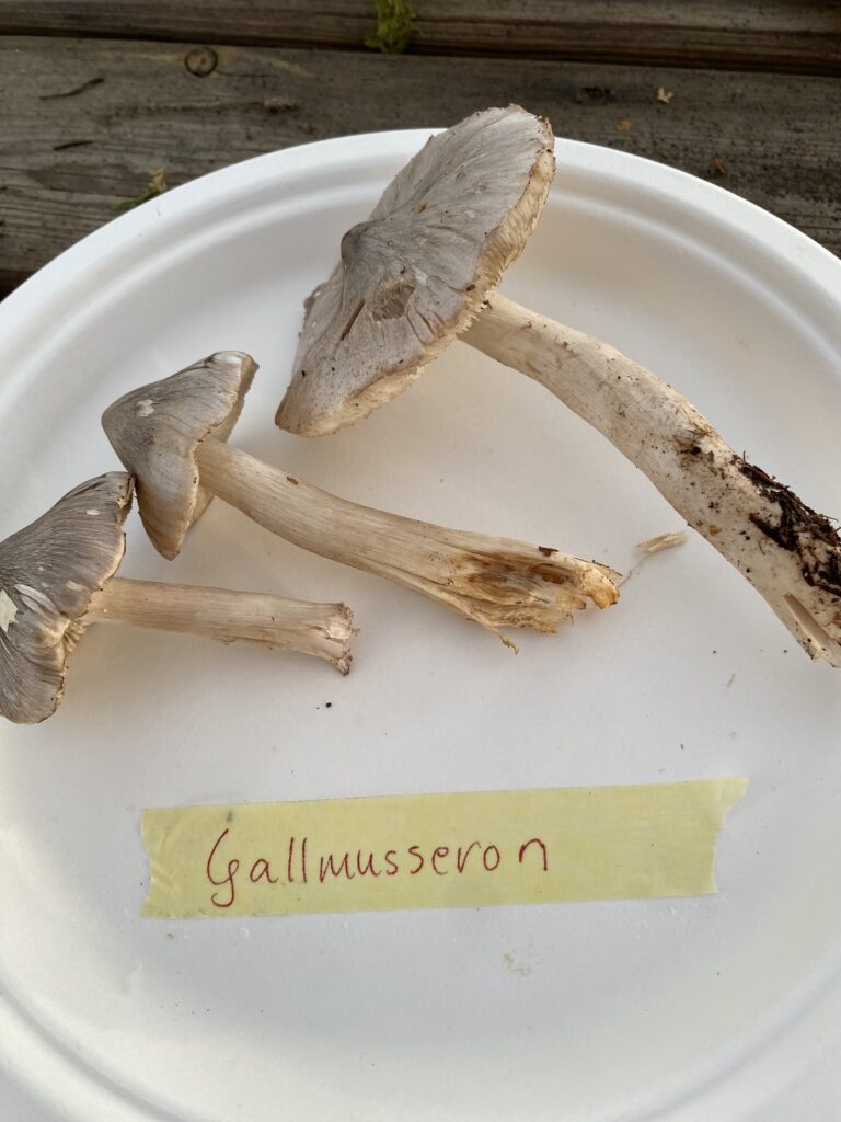 Gallmusseron, Tricholoma virgatum