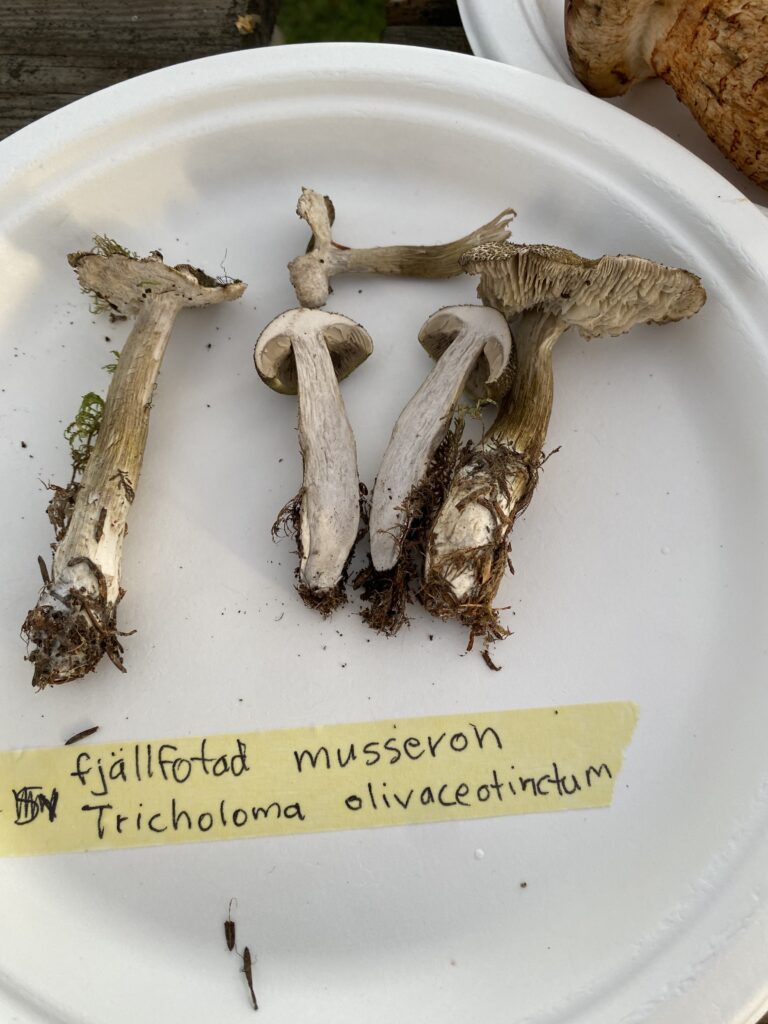 Fjällfotad musseron, Tricholoma olivaceotinctum