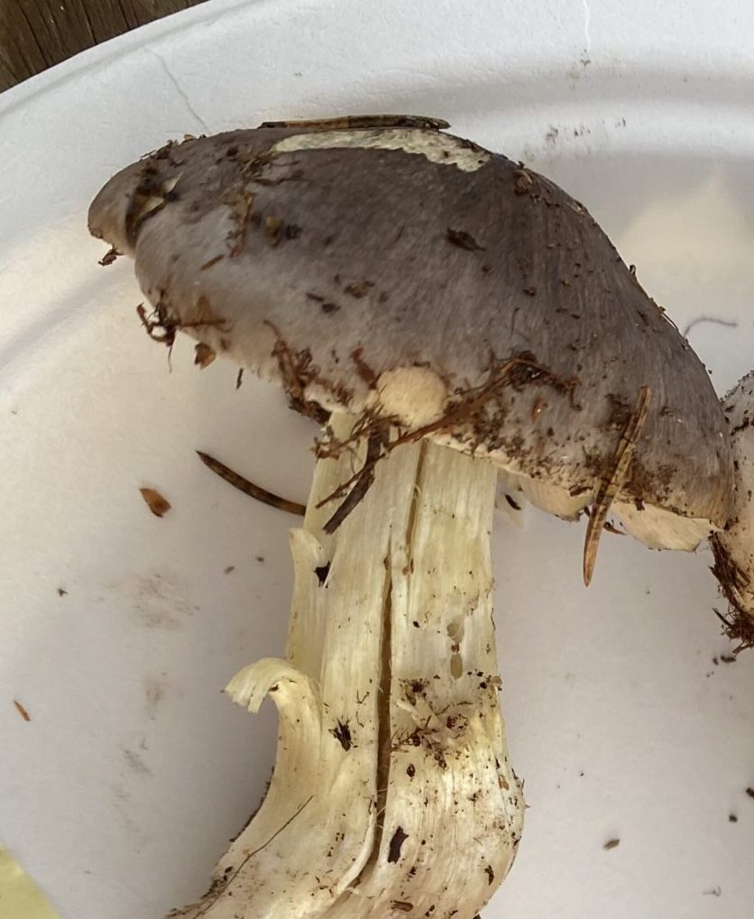 Streckmusseron , Tricholoma portentosum