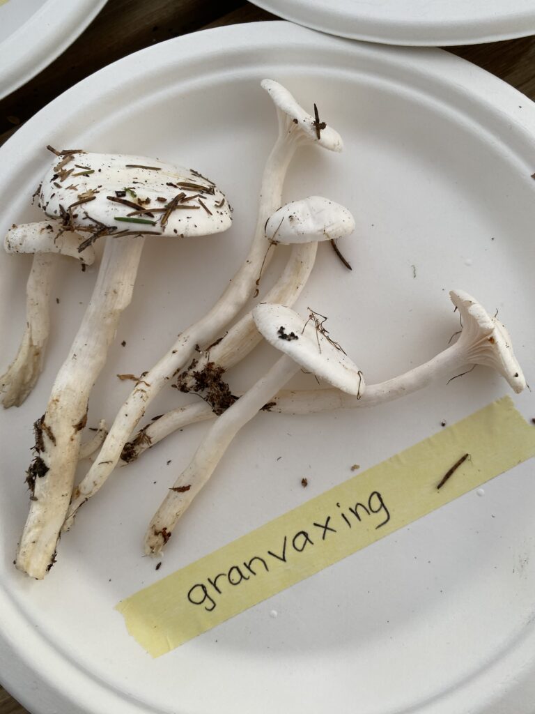 Granvaxskivling, Hygrophorus piceae, granvaxing