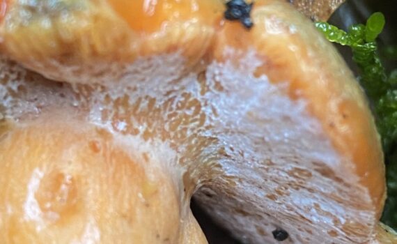 Blodriskssnylting, Hypomyces lateritius