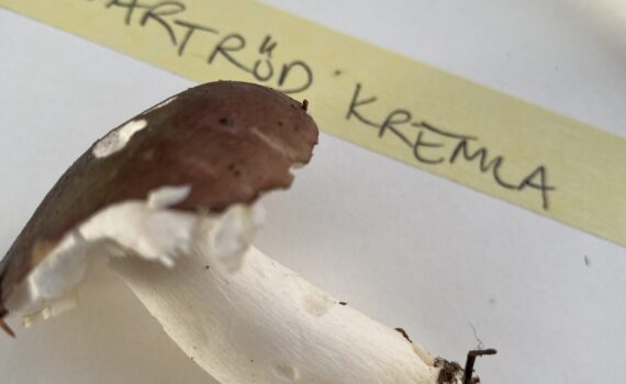 Svartröd kremla, Russula atrorubens