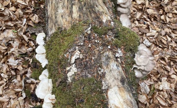 Pleurotus ostreatus