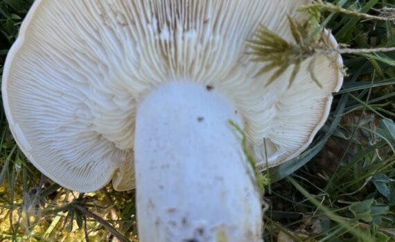Calocybe gambosa, vårmusseron
