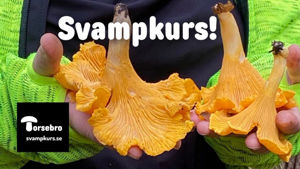 Svampkurs
