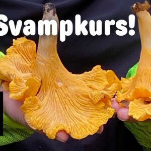 Svampkurs