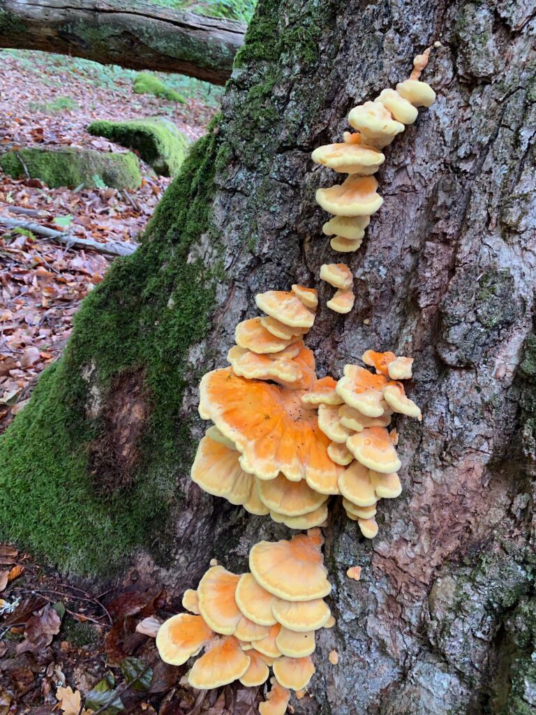 Svavelticka Laetiporus sulphureus, Svampens dag 2024