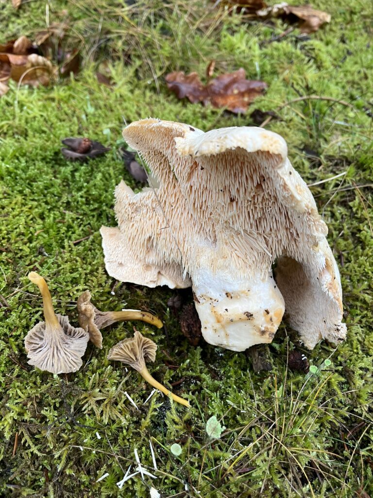 Blek taggsvamp, Hydnum repandum, trattkantarell, Craterellus tubaeformis, nyplockad svamp 27 december 2024