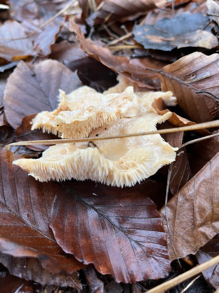 Blek taggsvamp, Hydnum repandum, nyplockad svamp 27 december 2024.
