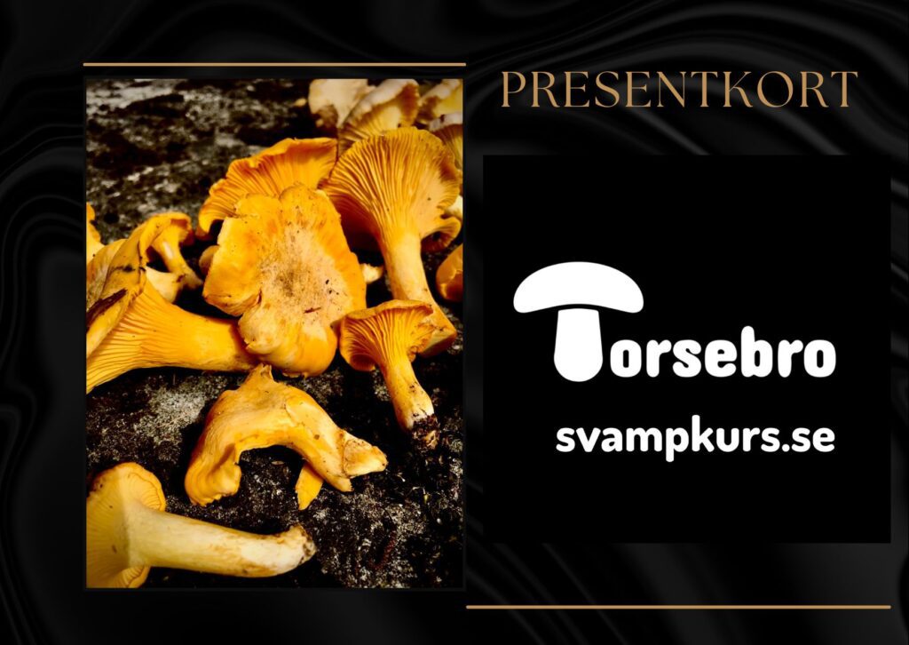 Presentkort svampkurs