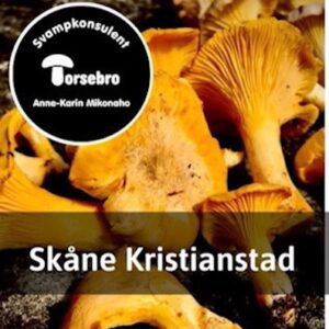 Svampkurs Skåne – lär dig plocka matsvamp