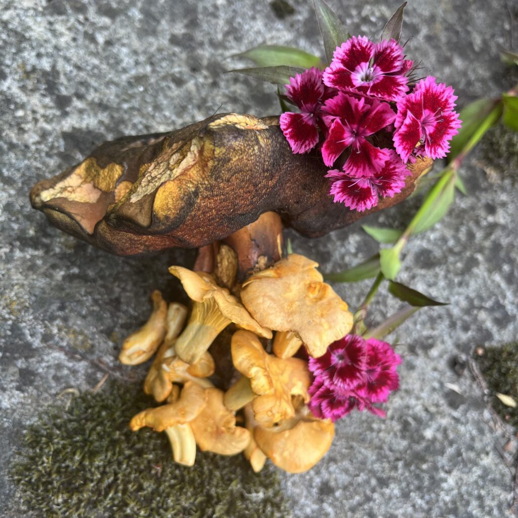 Glad midsommar! Kantareller och blodsopp juni 2025