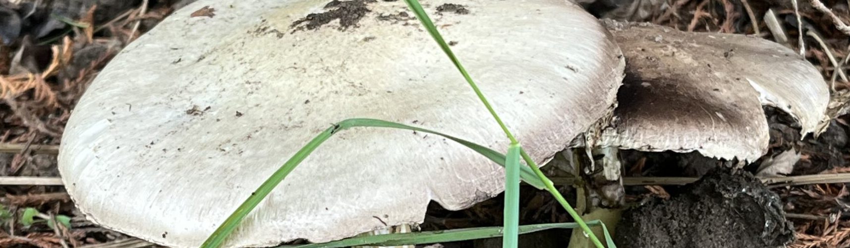 Champinjoner Agaricus
