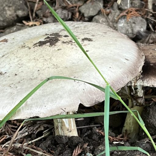 Champinjoner Agaricus