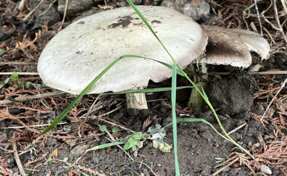 Champinjoner Agaricus
