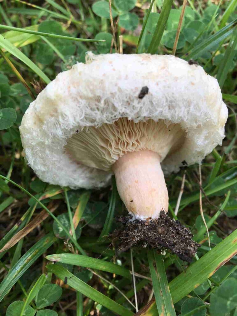 Blek skäggriska. Foto: Anne-Karin Mikonaho