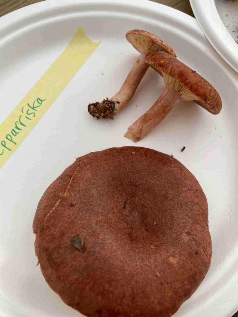 Pepparriska, kaffesurrogat av svamp. Foto: Anne-Karin Mikonaho