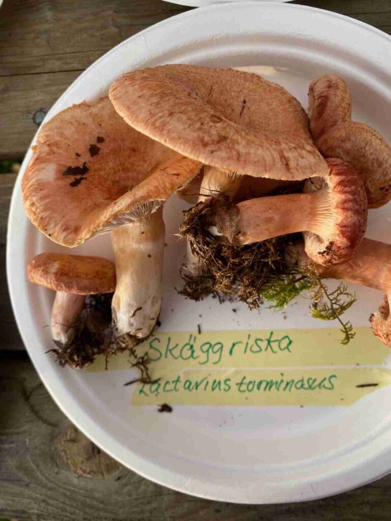 Skäggriska, kaffesurrogat av svamp. Foto: Anne-Karin Mikonaho